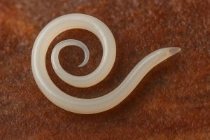 Baltas krāsas apaļtārps spirālveidā uz brūna fona