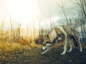 Vilks brien pa meža taku rudenī ar zemē nolaistu galvu, meklējot pēdas