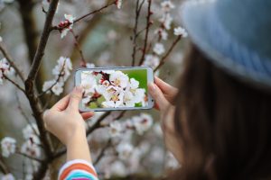 Sieviete fotografē ziedošu koku ar viedtālruni pavasarī