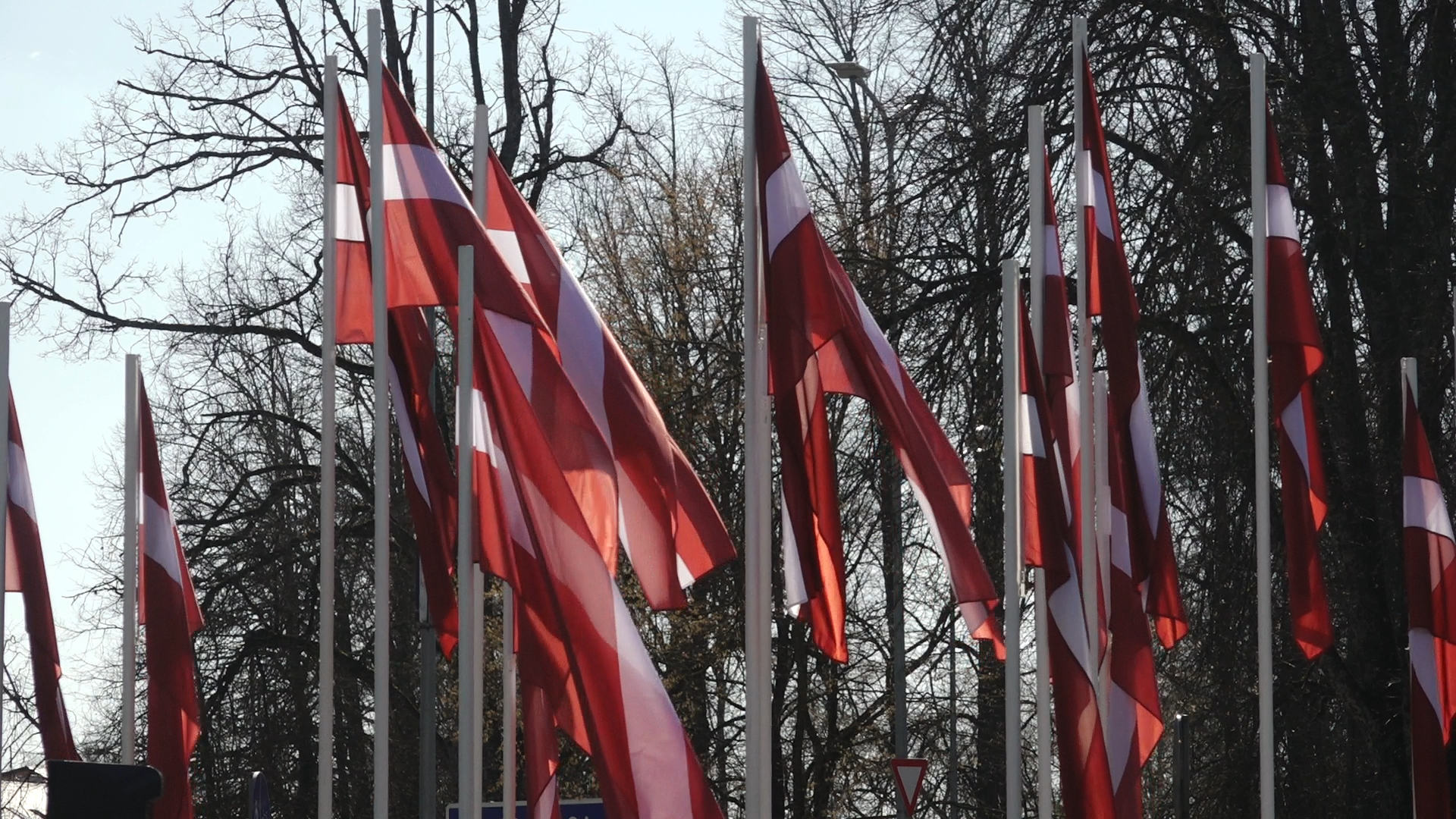 Latvijas karogi plīvo mastos ārpusē pie kailiem kokiem pavasarī vai rudenī.