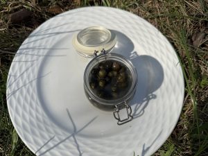 Neliela burciņa ar fermentētiem pieneņu pumpuriem uz balta šķīvja zālienā.