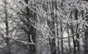 Zari ar sarmu mežā ziemas rītā