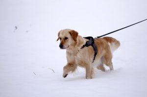 Zelta retrīvers pastaigājas sniegā ar pavadu