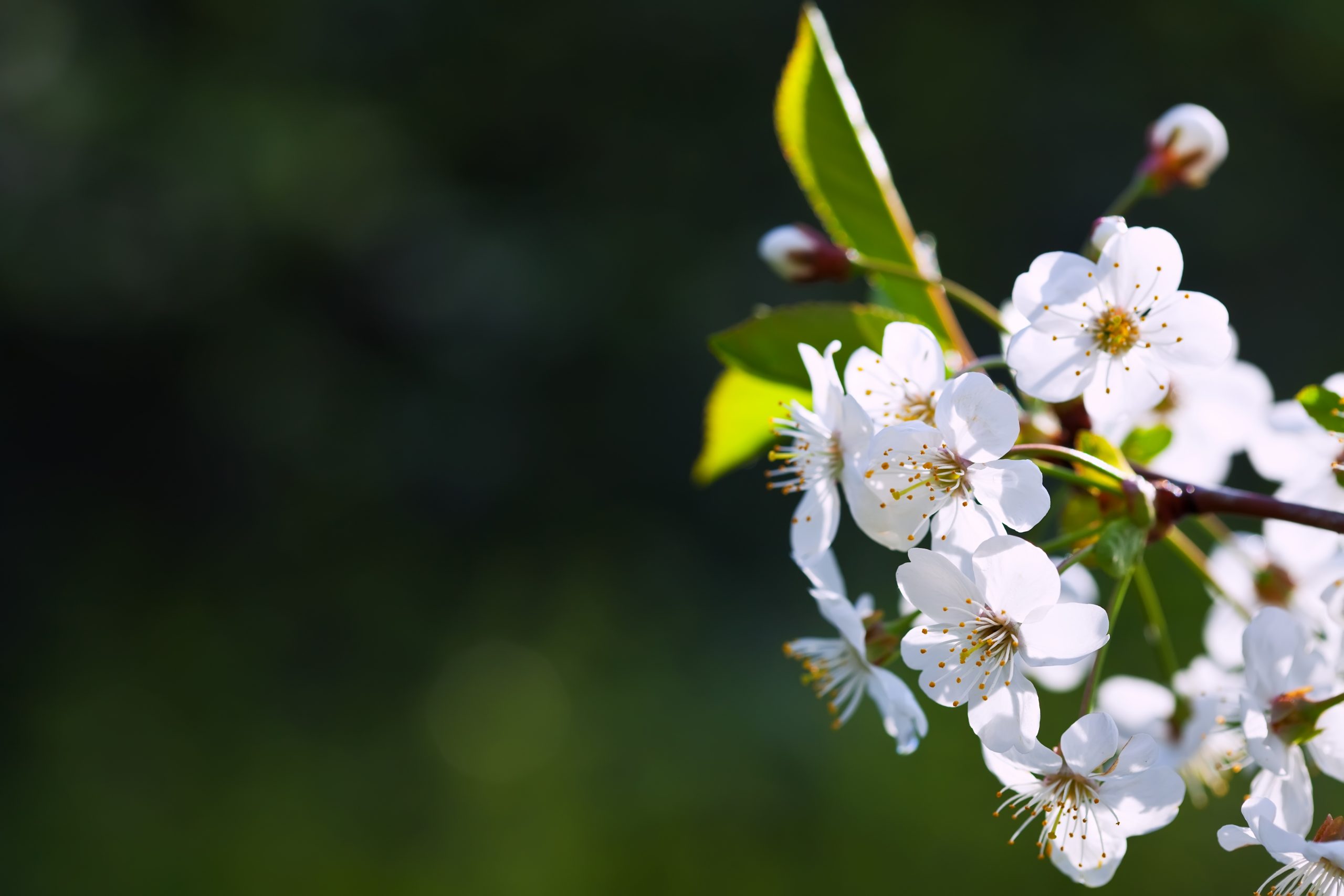 Baltas pavasara ziedu kopas uz koka zara ar zaļu, izplūdušu fonu