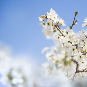 Ziedošs ķiršu zars uz zilām pavasara debesīm