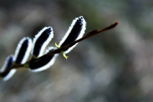 Pūpoli zara tuvplāns ar izplūdušu fona attēlu