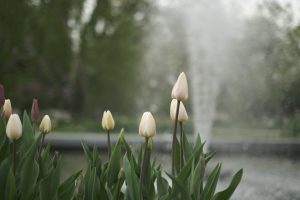 Gaišas tulpes zied pie strūklakas pavasarīgā parkā