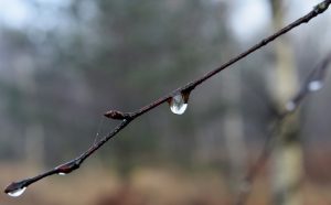 Ūdens pilieni uz koka zara