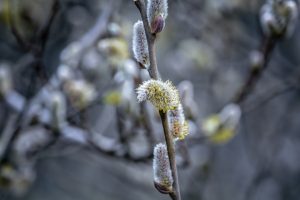 Pavasara pūpoli ar baltām ziedlapiņām un pūkainiem ziediem