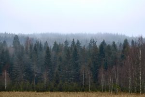 Miglā tīts priežu un bērzu mežs Latvijas lauku ainavā.