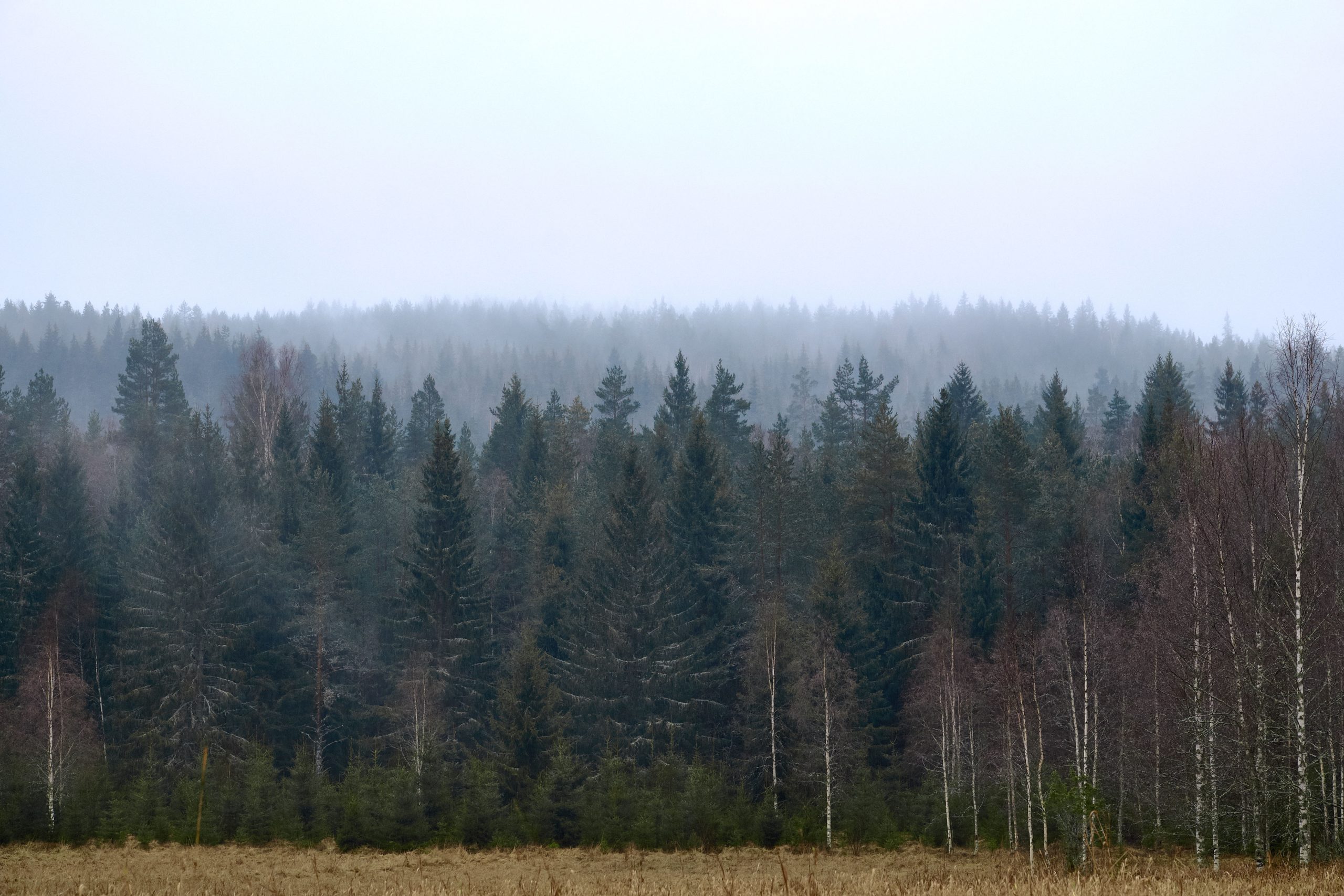 Miglā tīts priežu un bērzu mežs Latvijas lauku ainavā.