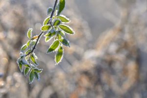 Zars ar zaļām lapām, kuras pārklātas ar sarmu aukstā rītā
