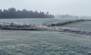 Miglains lauks ar sarmu klātu zāli un mežu fonā