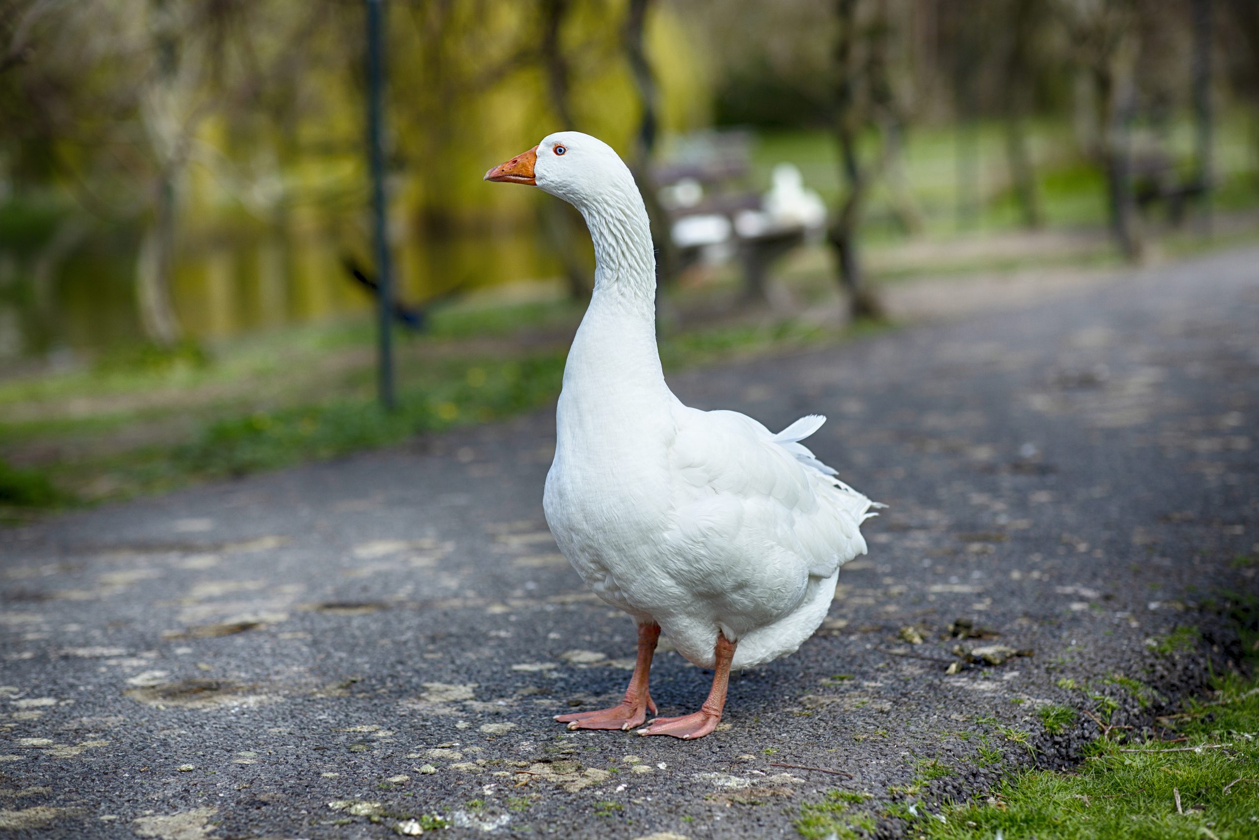 Balta zoss stāv uz ceļa parkā
