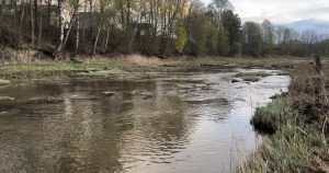Klusa Ogres upe ar seklu straumi un pavasara apzaļumošiem kokiem krastos