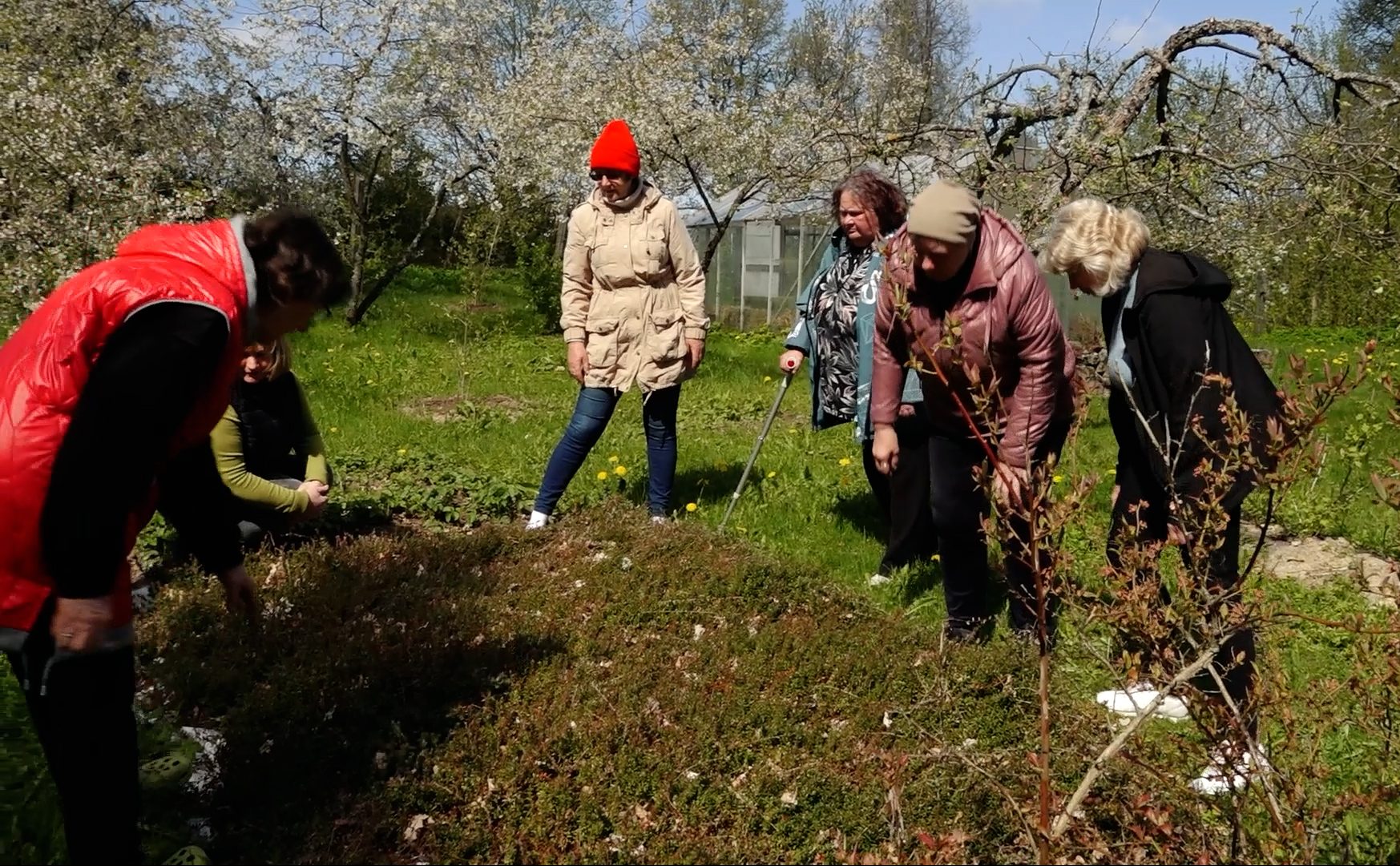Sievietes pavasarī pēta un kopj augus dārzā starp ziedošiem kokiem.