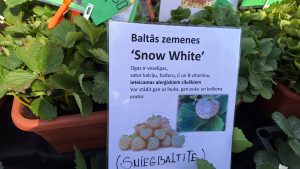 Baltās zemenes ‘Snow White’ stāds ar informācijas zīmi par ogu īpašībām