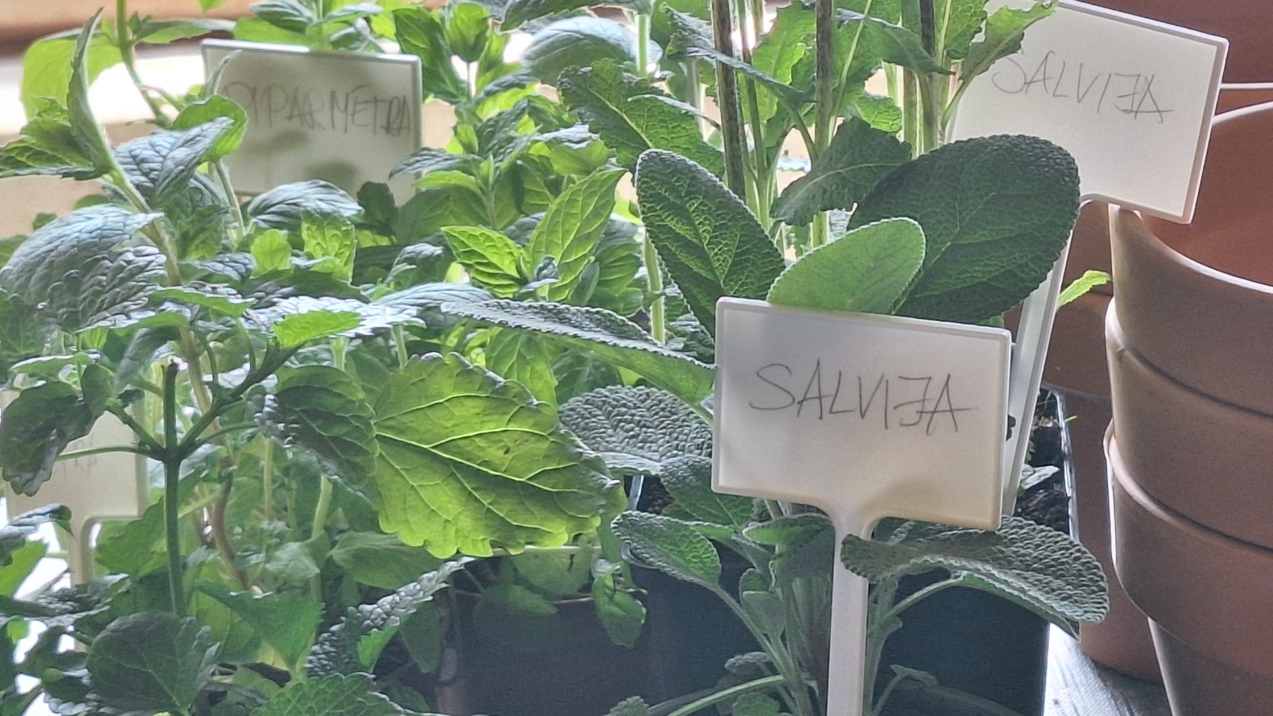 Podiņos augošas salvijas un piparmētras ar rokrakstā veidotām zīmītēm