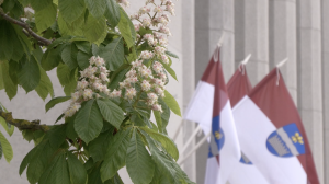 Ziedoša kastaņa zars ar zaļām lapām priekšplānā, fonā nofokusēti Daugavpils karogi