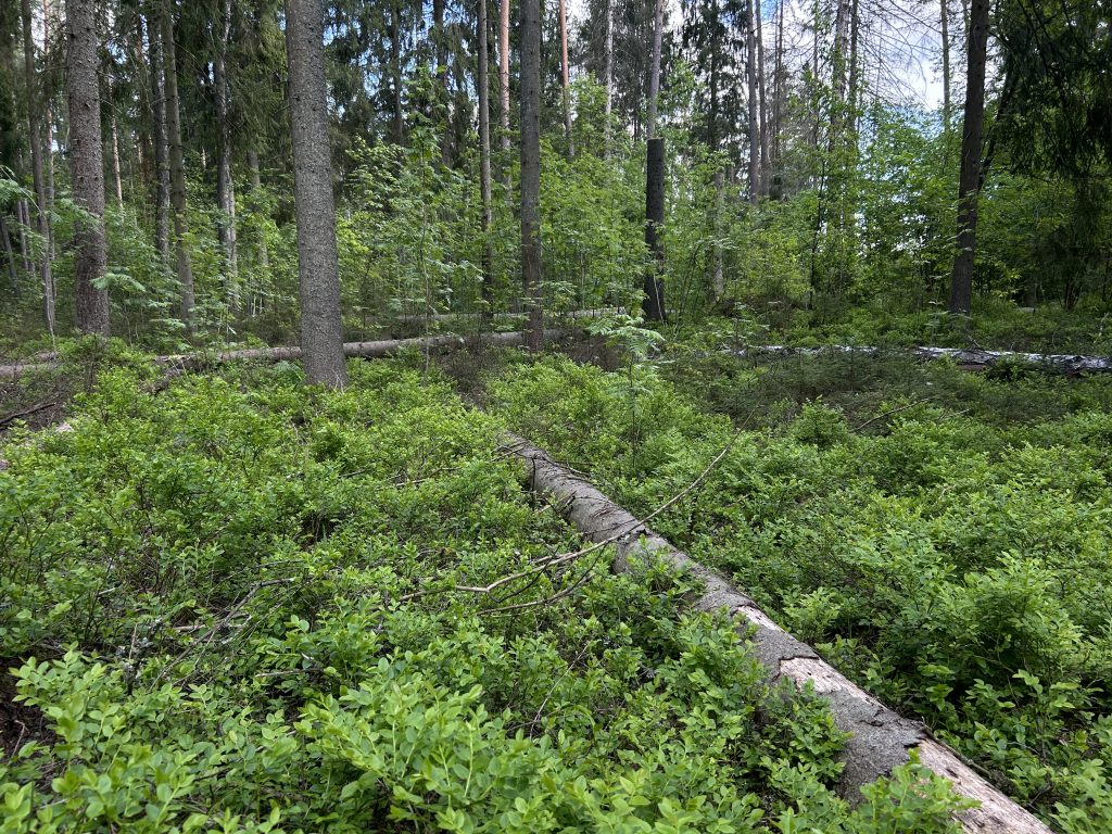 Krituši koki uz melleņu klāja mežā Zilajos kalnos Ogres novadā