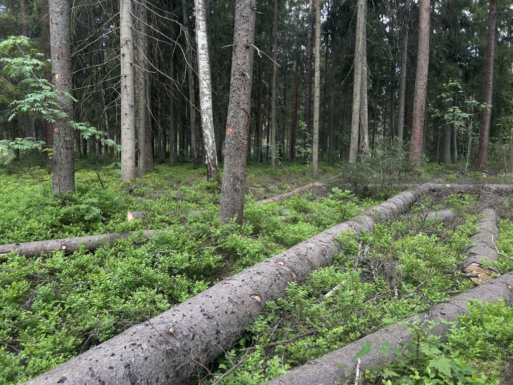 Nozāģēti koki guļ uz melleņu paklāja mežā