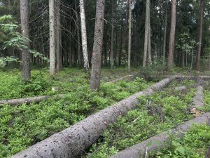 Nozāģēti koki guļ uz melleņu paklāja mežā