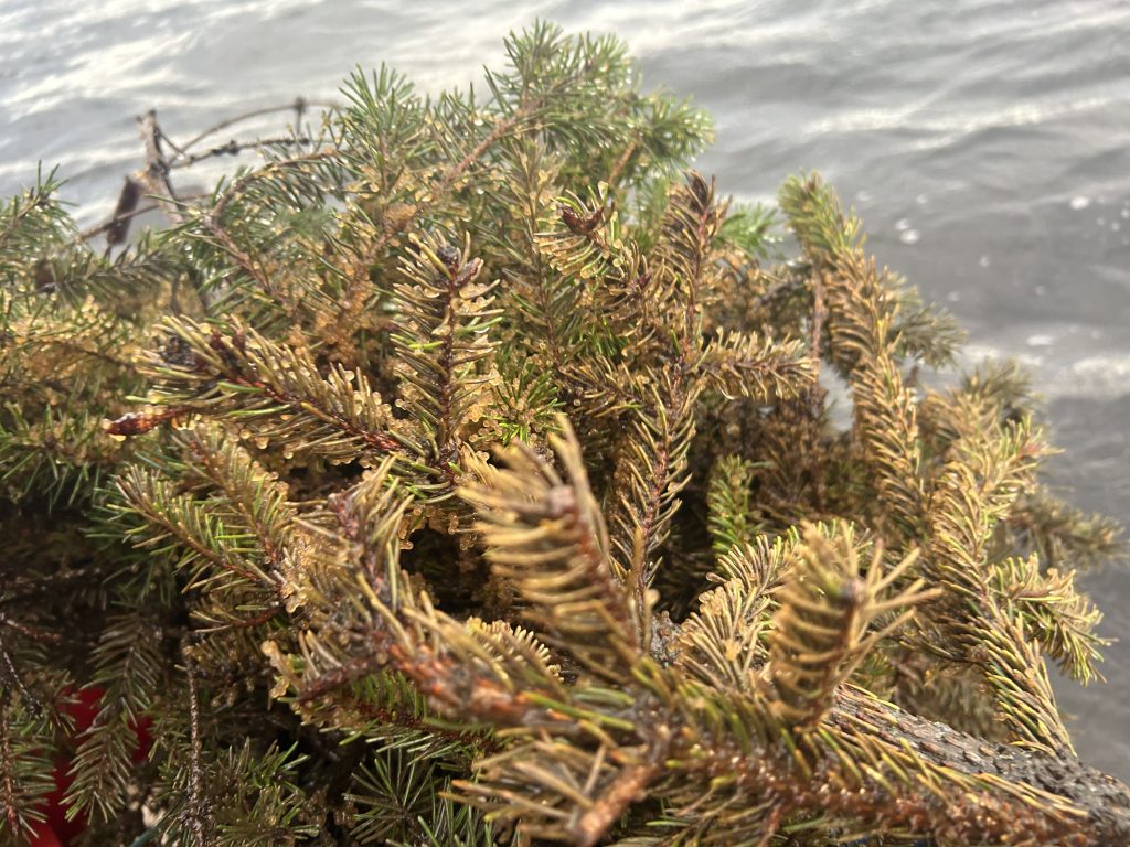 Egļu zaru mākslīgā nārstu ligzda ar ūdens pilieniņiem uz skujām