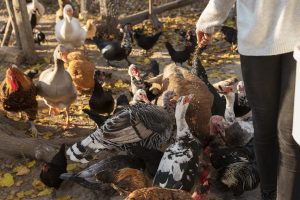 Saimnieks baro mājputnus – vistas un tītareni, aplokā lauku vidē