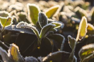 Salna uz zaļām lapām saullēktā