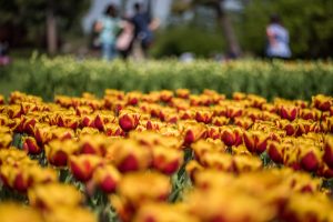 Koši dzeltenas un sarkanas tulpes parkā ar izplūdušiem cilvēkiem fonā