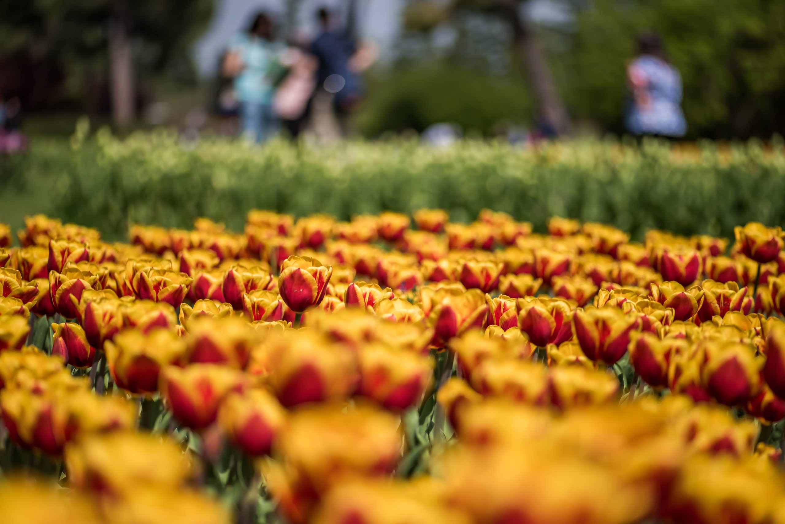 Koši dzeltenas un sarkanas tulpes parkā ar izplūdušiem cilvēkiem fonā