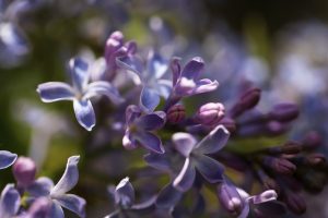 Tuvplānā ziedoši violeti ceriņi ar maigām lapiņām