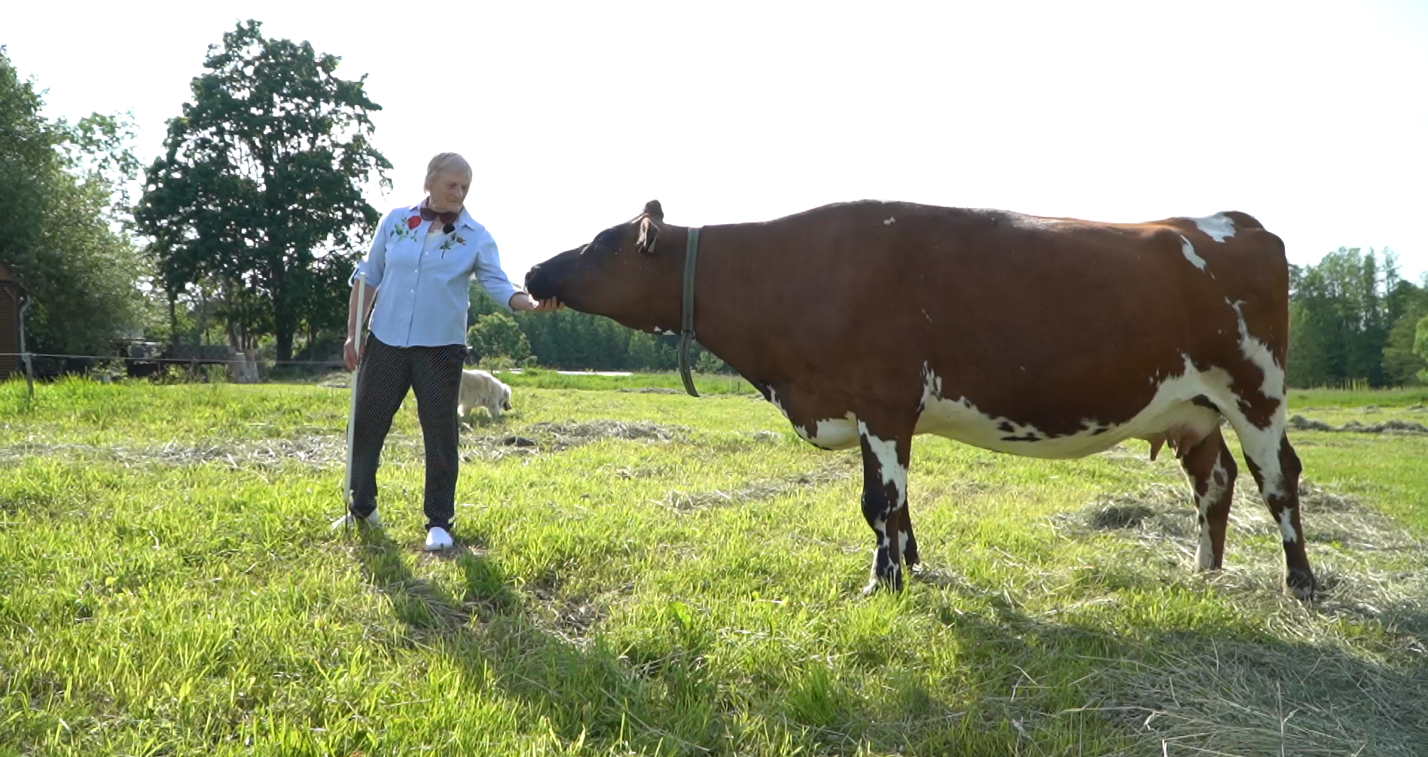 Janīna Blūzma lauku pļavā glāsta brūni-baltu govi