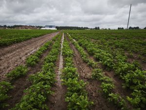 Lietus laikā applūdis kartupeļu lauks ar redzamām traktora sliedēm