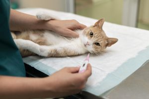 Kaķis veterinārārsta apskatē guļ uz galda, kamēr tiek mērīta temperatūra