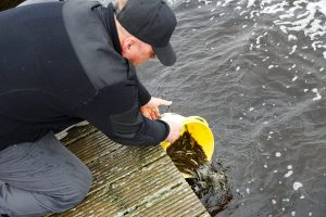 Vīrietis ielaiž līdaku mazuļus ezerā no dzeltena spaiņa.