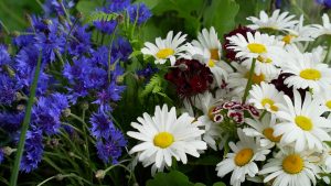 Rudzupuķes un margrietiņas