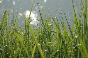 Rasas pilienu klātas zāles lapas agrā rītā ar izplūdušu, gaišu fonu
