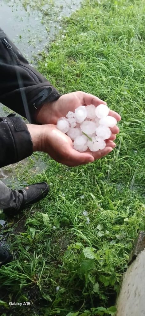 Rokās tiek turēti vairāki lieli krusas graudi, fonā redzama zaļa zāle