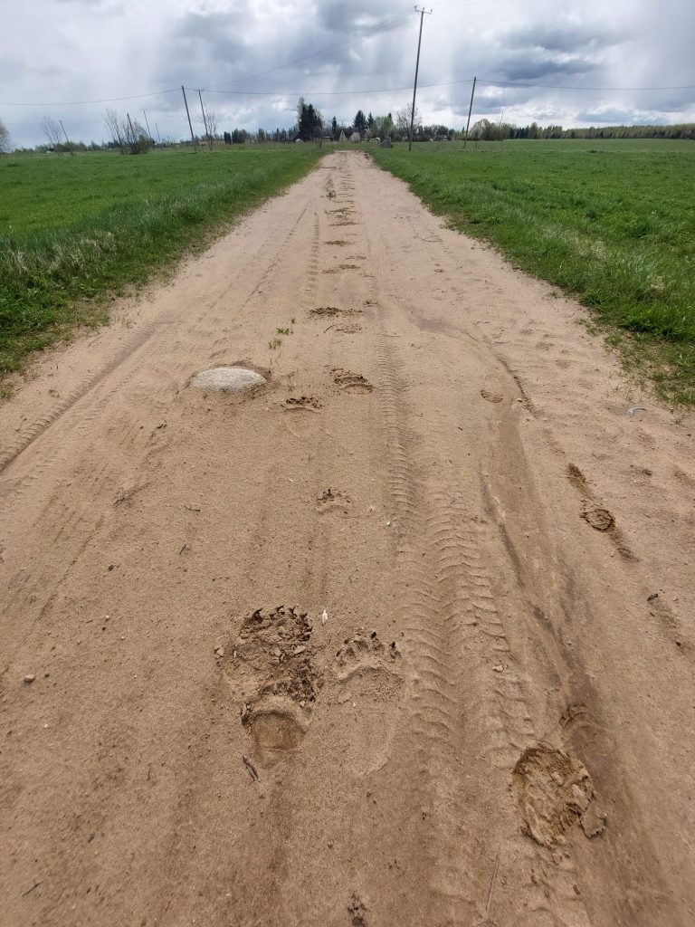 Smilšains lauku ceļš ar skaidri redzamām lāča pēdām