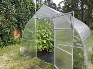 Siltumnīca ar gurķu stādiem dārzā