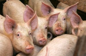 Mājas cūkas cieši kopā novietnē – potenciāls ĀCM uzliesmojuma risks.