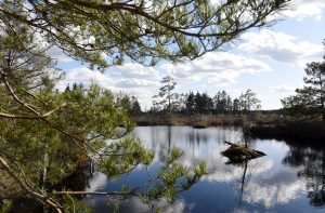 Lielā Ķemeru tīreļa ainava ar tumšu purva ezeriņu, ko ieskauj priežu mežs, un zilas debesis ar baltiem mākoņiem.