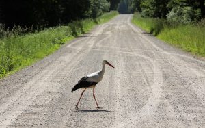 Stārķis šķērso grants ceļu, kas ved uz horizontu, ar zaļiem kokiem ceļa malās