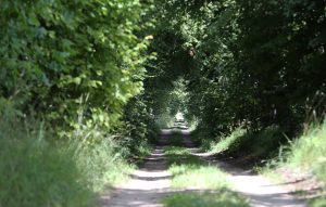 Koku aleja gar lauku ceļu saulainā vasaras dienā.