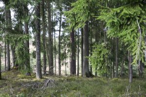Egļu mežs Latvijā ar zaļu sūnu klātu zemsedzi un skuju koku stumbriem.