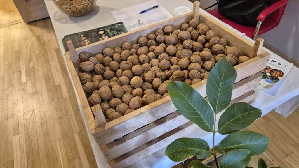 Koka kastē izlikti svaigi, neskaldīti valrieksti.