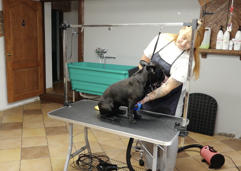 Sieviete vannā mazgā melnu franču buldogu suņu frizētavā