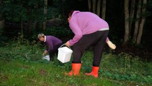 Divas sievietes violetos džemperos un ar baltām spaiņiem lasa Spānijas kailgliemežus mežmalā.
