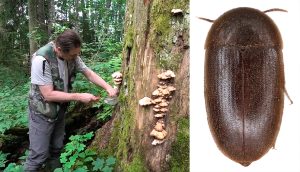 Pētnieks Ogres ielejā pie koka ar sēnēm un tumšās piepjložņas tuvplāns.